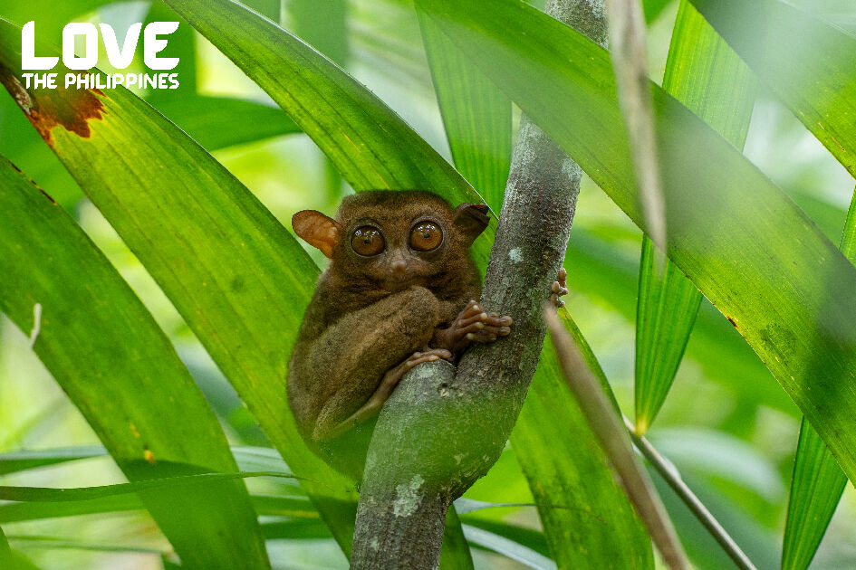 探索菲律賓的自然奇蹟　從火山到地底河的冒險旅程（圖／七逗旅遊網提供）