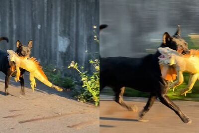 歐告大戰綠鬣蜥「10秒就KO」！叼戰利品雀躍狂奔畫面曝