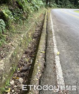 山羌「半截寶特瓶套嘴」倒水溝亡　疑餵食流浪犬貓間接害命