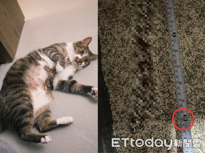 高纖飲食超有效!萌貓醞釀「巨作」 奴才一量:便便長達30公分