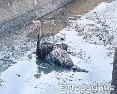 彰化伸港驚見鴕鳥逛大街！田中快樂奔跑　1落網1受困爛泥堆