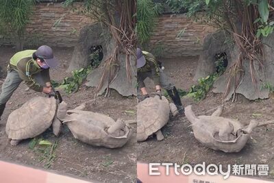動物園2象龜打架「還翻肚」飼養員勸架!牠竟怒追飼養員…影片曝