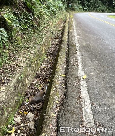 ▲母山羌嘴巴遭半截寶特瓶套住無法掙脫，最終緊迫慘死排水溝。（圖／苗栗縣政府提供）