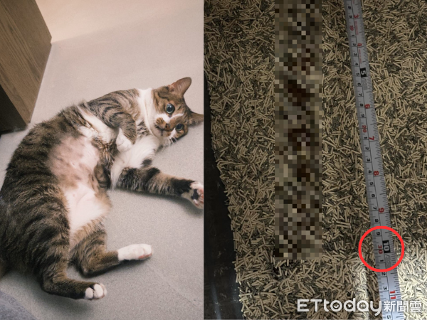 高纖飲食超有效！萌貓醞釀「巨作」　奴才一量：便便長達30公分