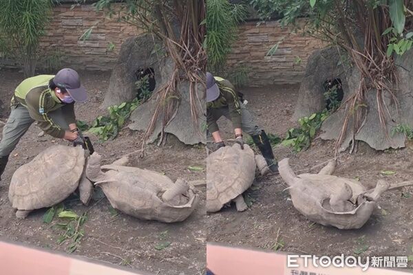 動物園2象龜打架「還翻肚」飼養員勸架!牠竟怒追飼養員…影片曝