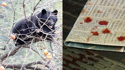 老夫妻半夜遭熊撕咬　30歲猛男「赤手空拳」擊退！玄關噴滿鮮血