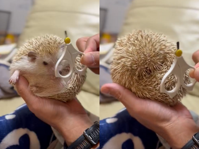 刺蝟看見指甲剪超委屈！縮成一顆球　圓滾滾身材惹網笑：變成海膽