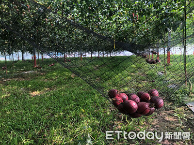 鳳梨頭不是頭！百香果要「等它掉下來」　台灣水果冷知識一次看