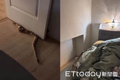 黏人球蟒「不甘寂寞」鑽媽媽被窩！　慢速移動上床要一起睡