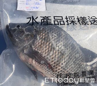 鯛魚排「驗出禁藥」證實是烏龍　養殖戶氣炸要高雄負責