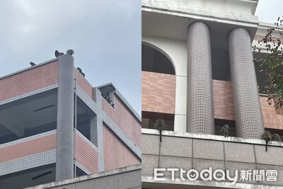 校園上演「猩球崛起」！獼猴軍團闖淵明國中　排隊飛越電網畫面曝