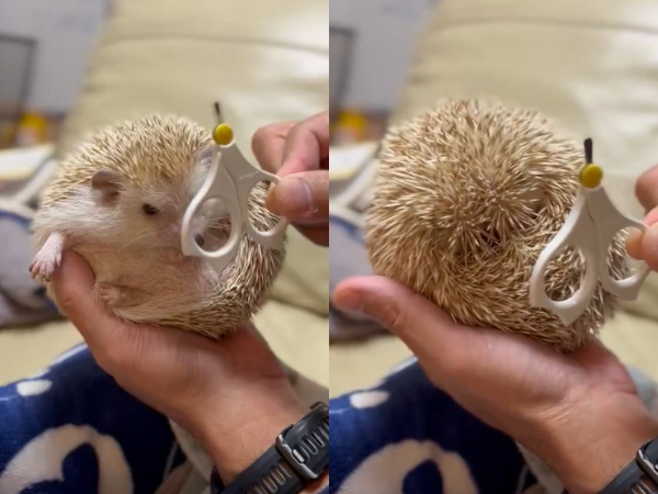 刺蝟看見指甲剪超委屈！縮成一顆球　圓滾滾身材惹網笑：變成海膽