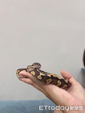 ▲。（圖／Threads@shintian0202提供，請勿隨意翻拍，以免侵權。）