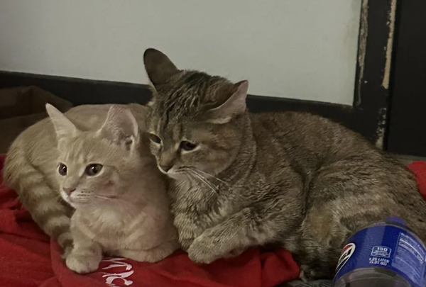 高冷虎斑貓結紮變甜心　「狂發呼嚕聲」討摸女嚇：5年來第一次。（圖／翻攝自Reddit）