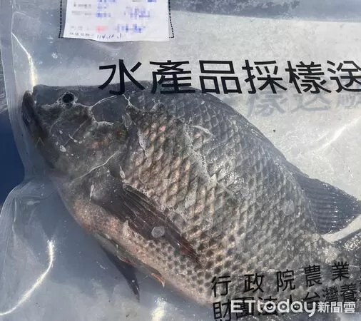 ▲▼鯛魚排禁藥證實烏龍。（圖／記者游瓊華翻攝）
