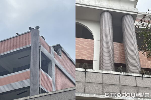 校園上演「猩球崛起」！獼猴軍團闖淵明國中　排隊飛越電網畫面曝