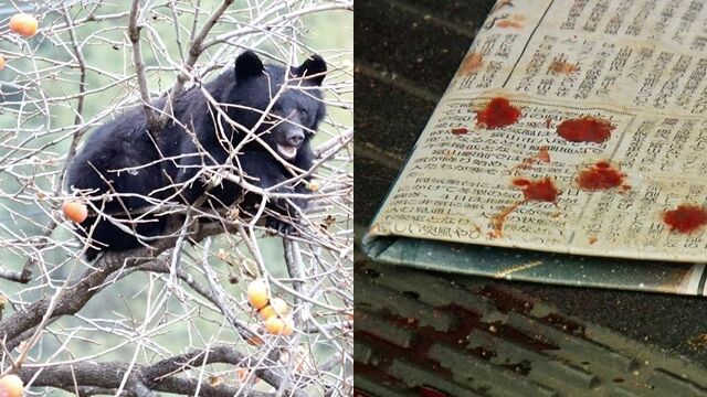 老夫妻半夜遭熊撕咬 30歲猛男「赤手空拳」擊退!玄關噴滿鮮血