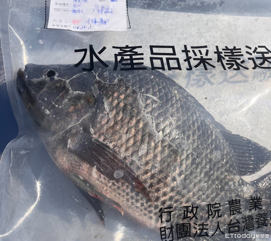 鯛魚排「驗出禁藥」證實是烏龍　養殖戶氣炸要高雄負責