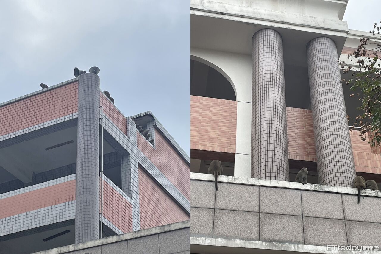 校園上演「猩球崛起」！獼猴軍團闖淵明國中　排隊飛越電網畫面曝