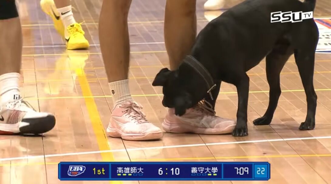 ▲▼UBA虎尾科大賽事，有黑狗亂入，校友在網路透露牠的感人故事。（圖／翻攝YouTube／SSUtv Sports）