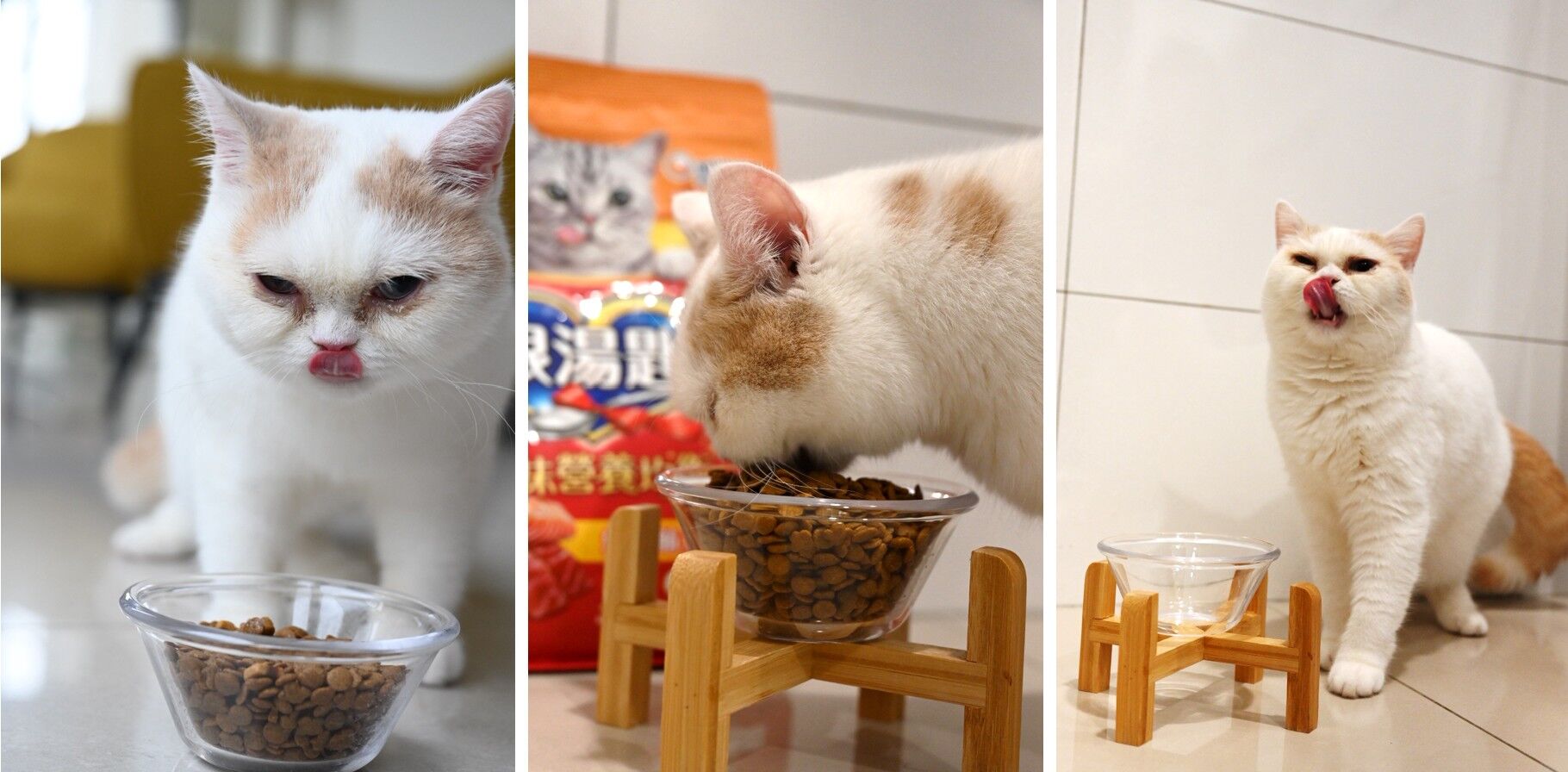 ▲▼日本,挑嘴貓,銀湯匙,乾糧。（圖／銀湯匙提供）