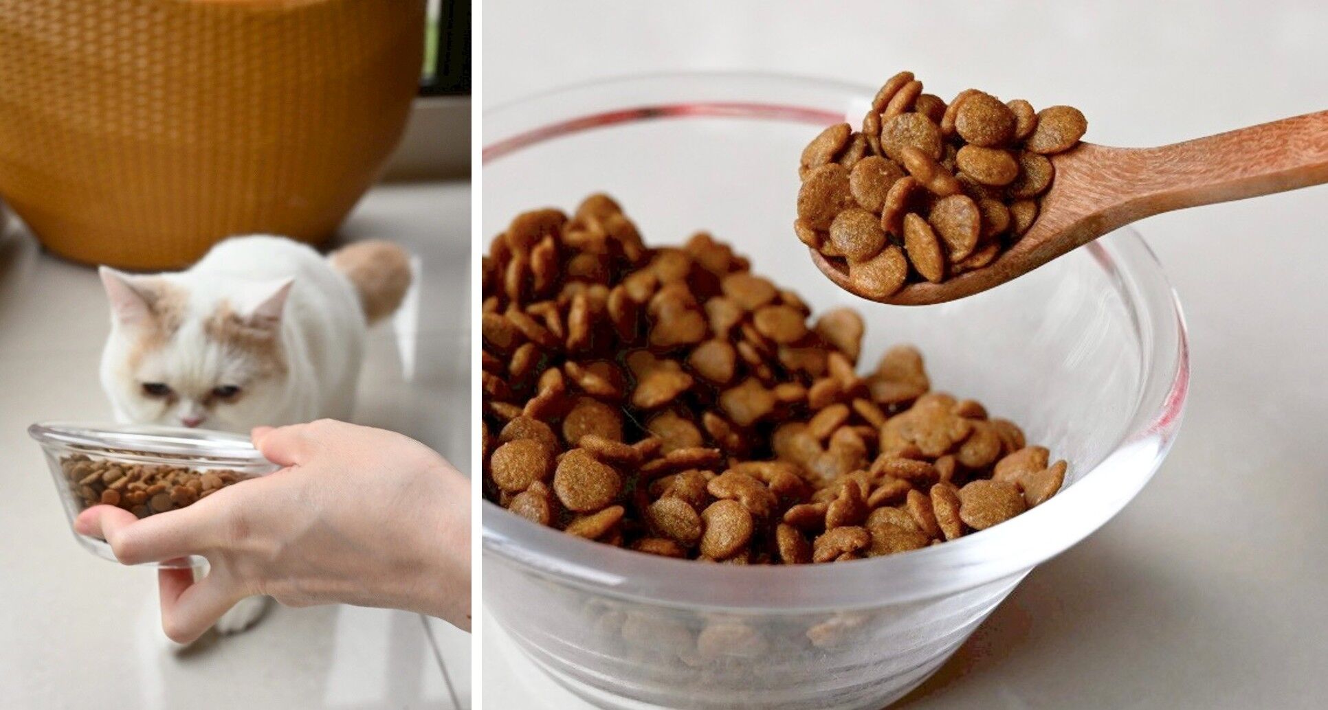 ▲▼日本,挑嘴貓,銀湯匙,乾糧。（圖／銀湯匙提供）