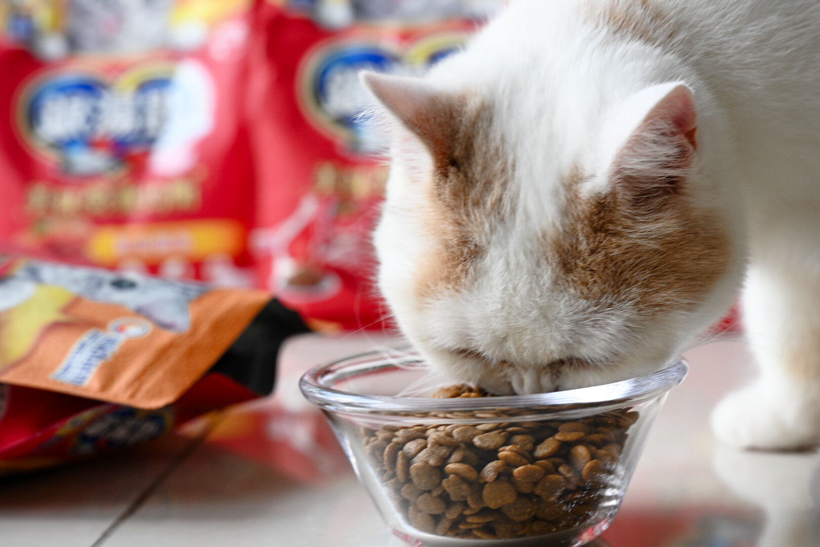 ▲▼日本,挑嘴貓,銀湯匙,乾糧。（圖／銀湯匙提供）