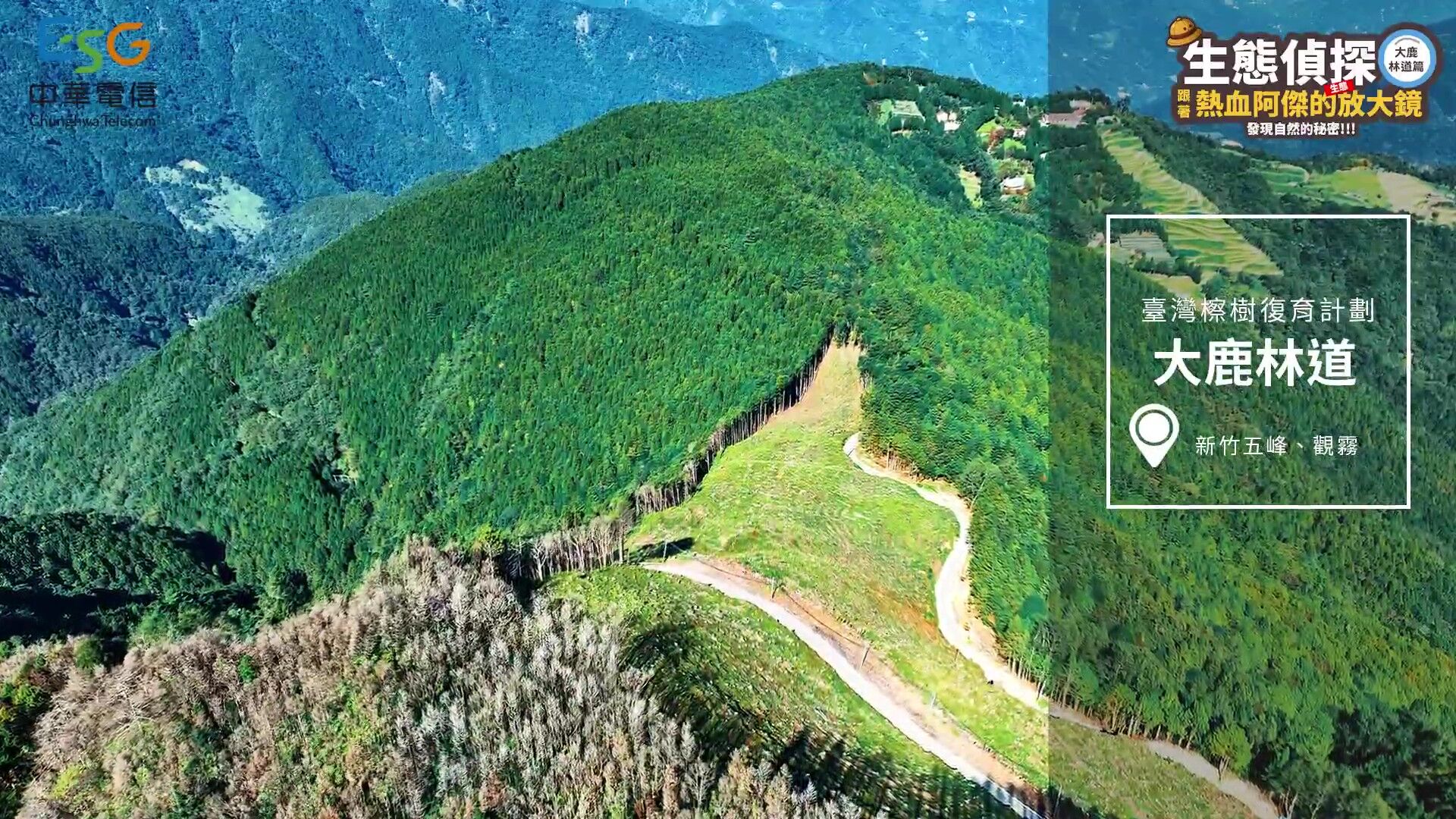 中華電信,大鹿林道,台灣擦樹,寬尾鳳蝶,植樹造林,生態復育,保育,ESG,綠色永續（圖／翻攝自影片）