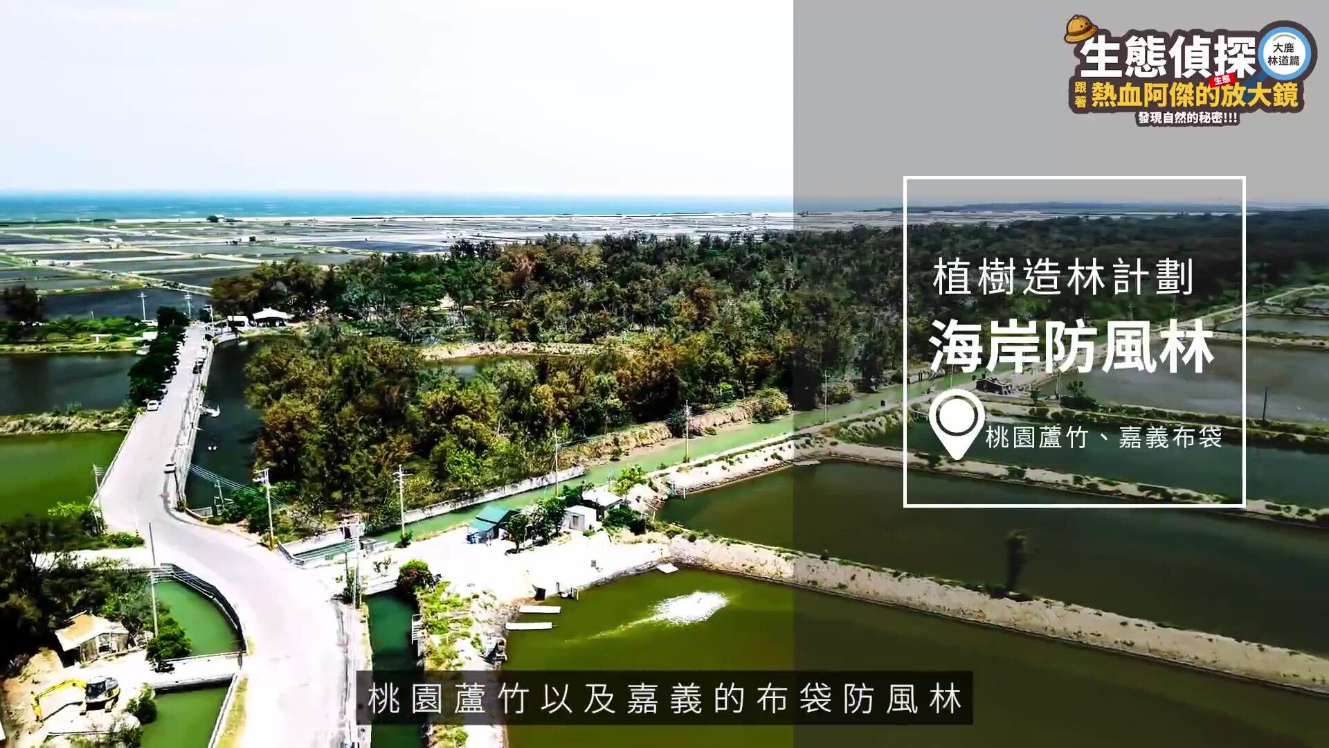 中華電信,大鹿林道,台灣擦樹,寬尾鳳蝶,植樹造林,生態復育,保育,ESG,綠色永續（圖／翻攝自影片）