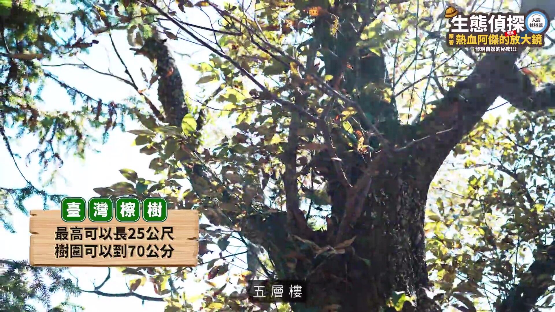 中華電信,大鹿林道,台灣擦樹,寬尾鳳蝶,植樹造林,生態復育,保育,ESG,綠色永續（圖／翻攝自影片）