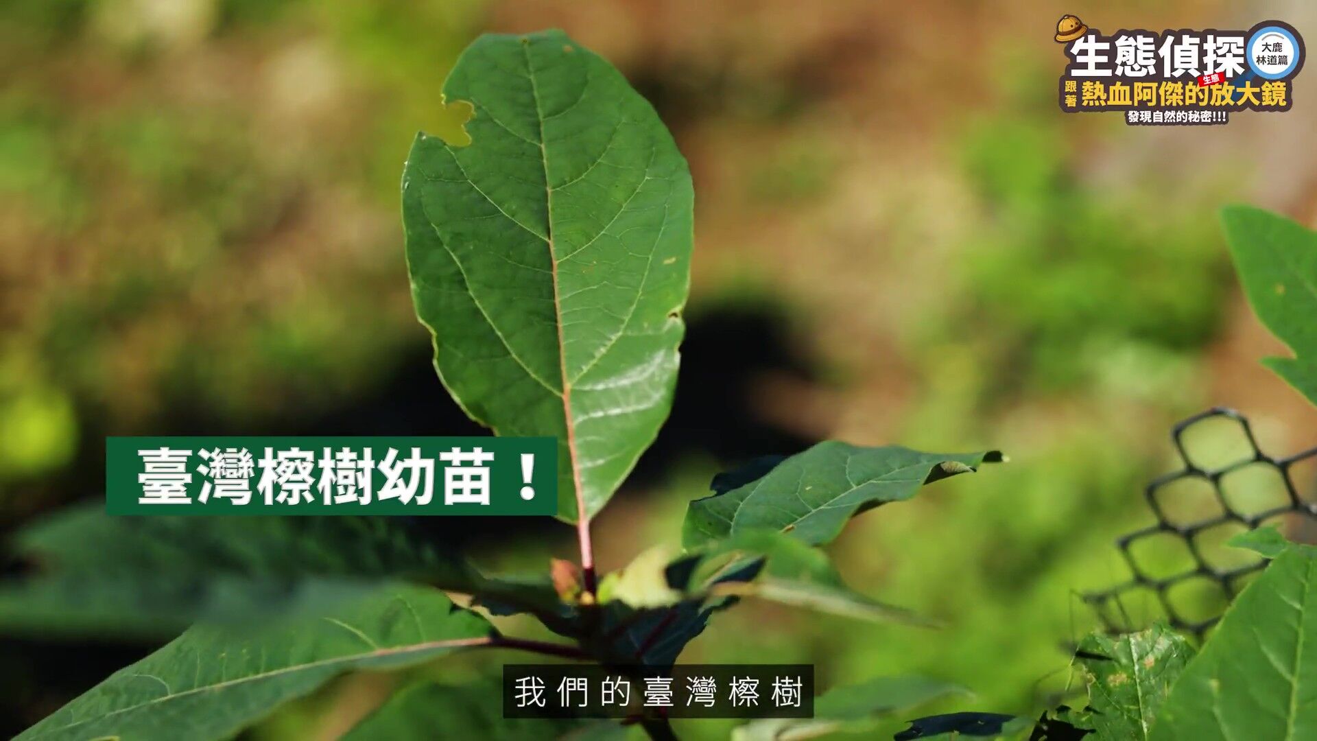 中華電信,大鹿林道,台灣擦樹,寬尾鳳蝶,植樹造林,生態復育,保育,ESG,綠色永續（圖／翻攝自影片）