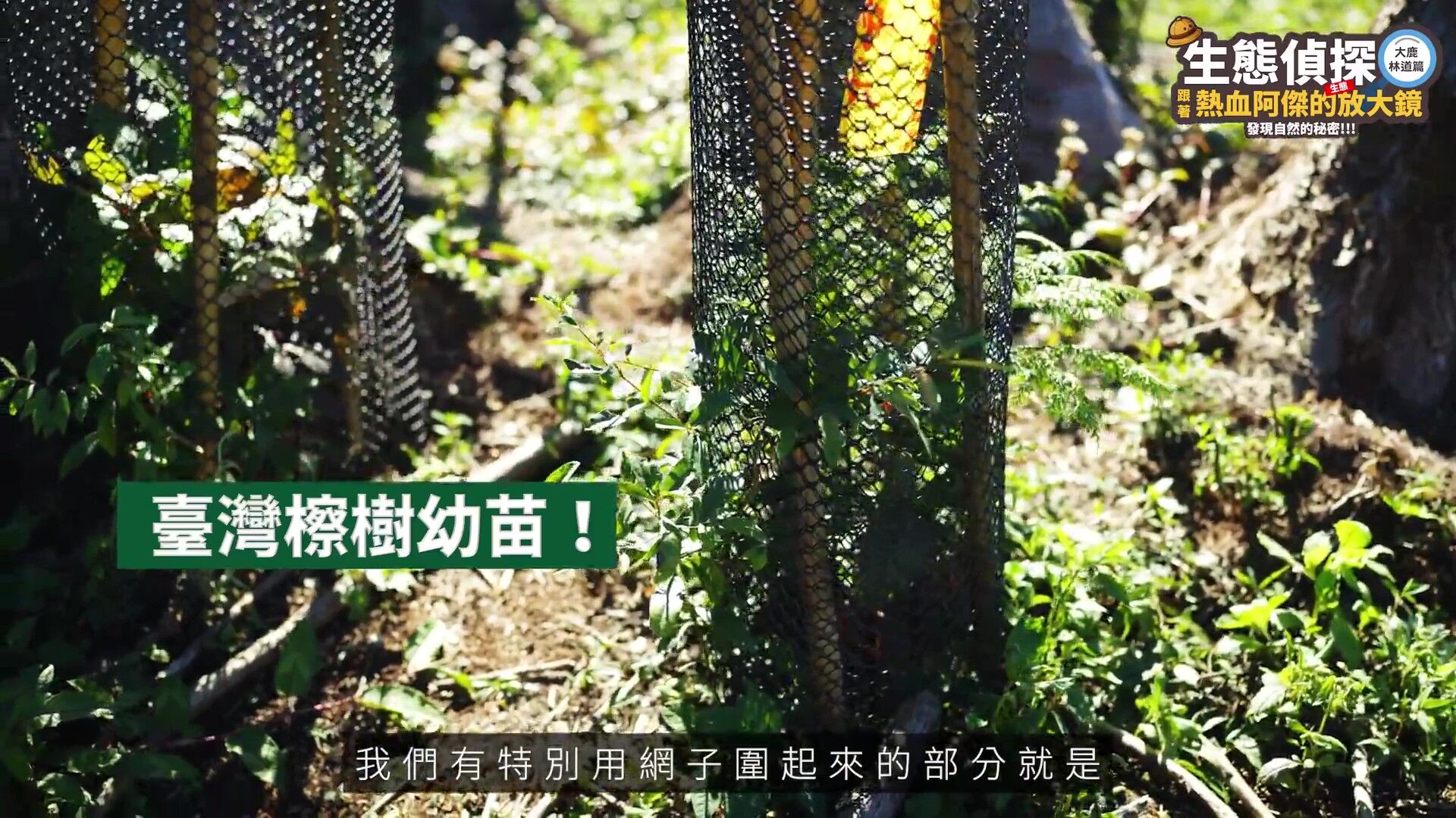 中華電信,大鹿林道,台灣擦樹,寬尾鳳蝶,植樹造林,生態復育,保育,ESG,綠色永續（圖／翻攝自影片）