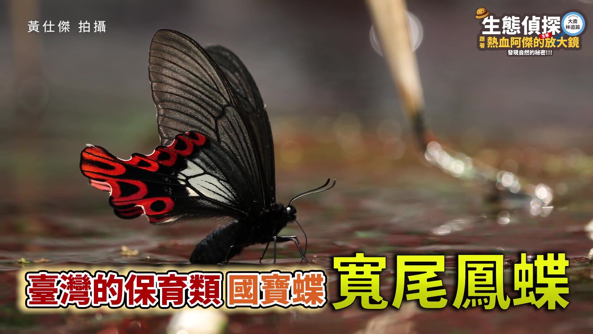 中華電信,大鹿林道,台灣擦樹,寬尾鳳蝶,植樹造林,生態復育,保育,ESG,綠色永續（圖／翻攝自影片）