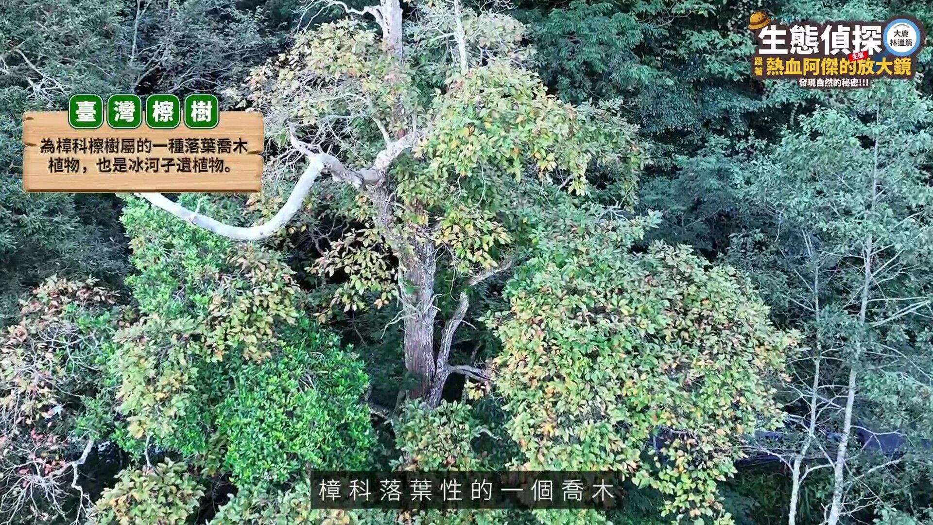 中華電信,大鹿林道,台灣擦樹,寬尾鳳蝶,植樹造林,生態復育,保育,ESG,綠色永續（圖／翻攝自影片）