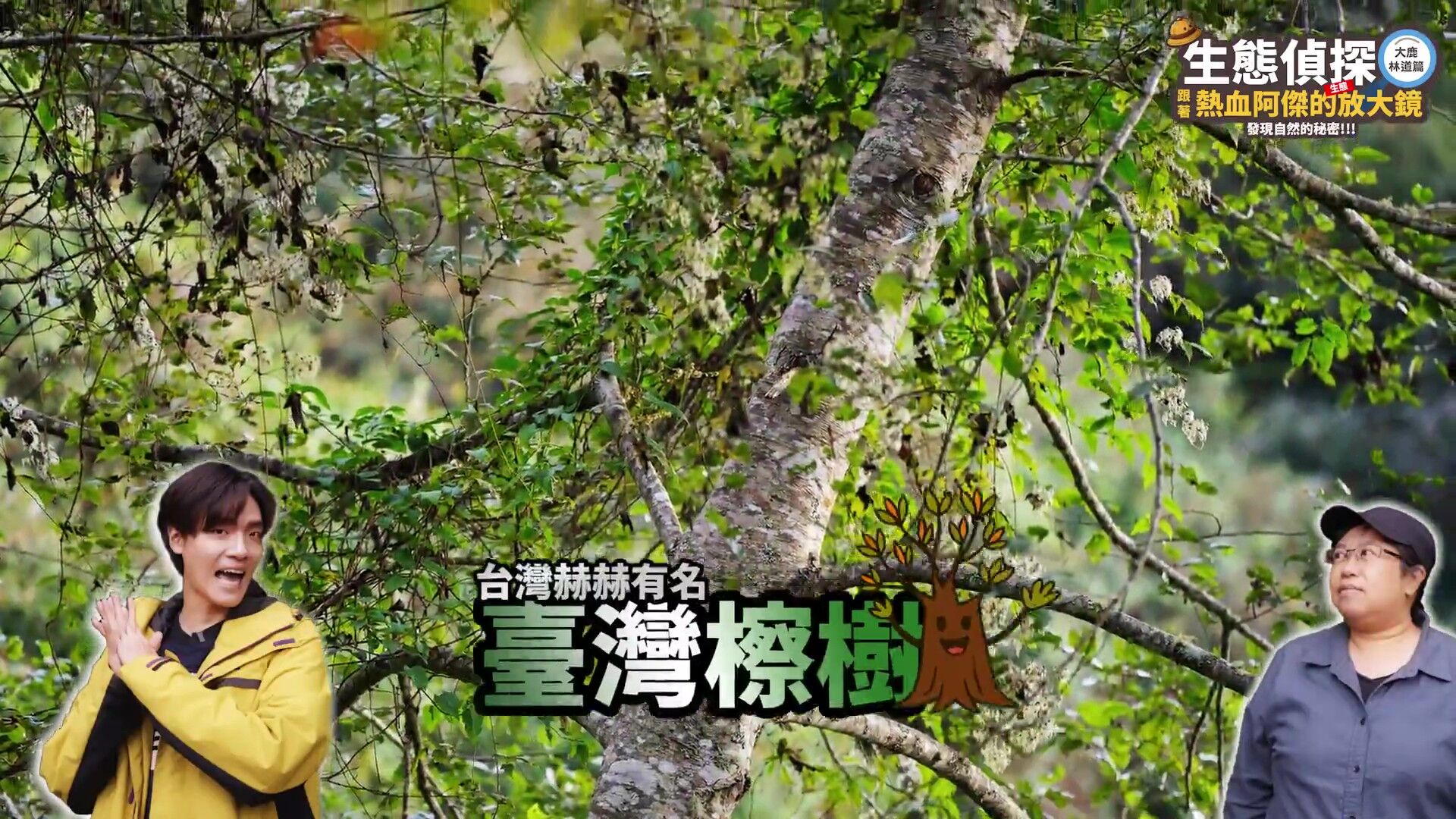 中華電信,大鹿林道,台灣擦樹,寬尾鳳蝶,植樹造林,生態復育,保育,ESG,綠色永續（圖／翻攝自影片）