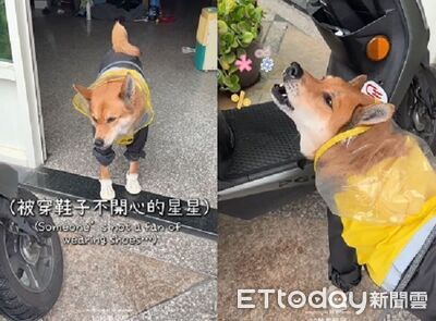 汪腳受傷「討厭穿鞋鞋」拒出門　氣到飆髒話嗷嗚嗷嗚一大串