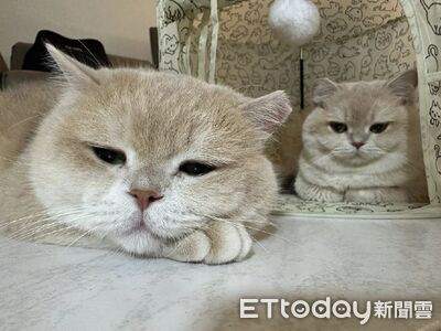 偷運貓挨罰50萬拒絕!惡男土地被查封 找到鏟屎官8貓萌樣曝