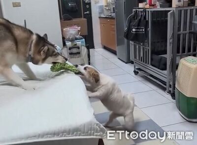 出國請弟弟顧狗　每天「傑克羅素vs哈士奇」嗨玩電力無限輸出