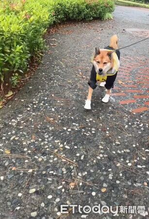 ▲。（圖／有點毛毛的/名叫星星的妳提供）