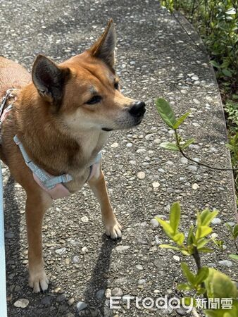 ▲。（圖／有點毛毛的/名叫星星的妳提供）