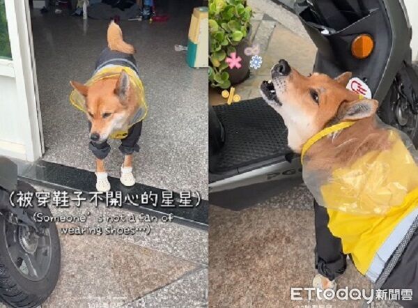 ▲。（圖／有點毛毛的/名叫星星的妳提供）