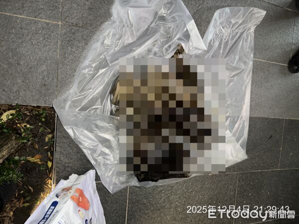 信義區富陽街貓屍。（圖／台北市動保處提供）