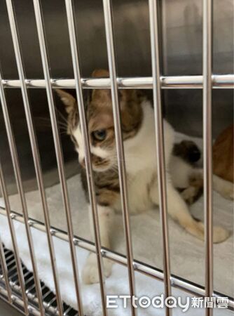 富陽街獲救犬貓。（圖／台北市動保處提供）