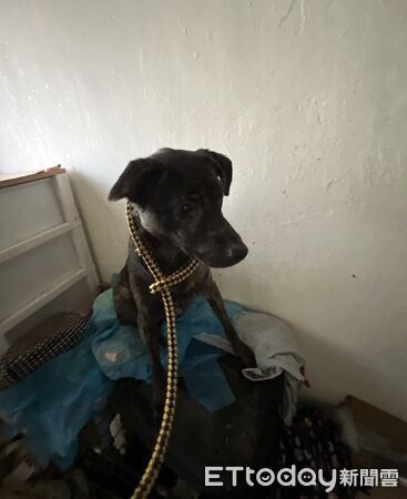 富陽街獲救犬貓。（圖／台北市動保處提供）