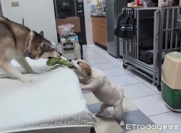 ▲。（圖／Threads@c_a_i_0515提供，請勿隨意翻拍，以免侵權。）