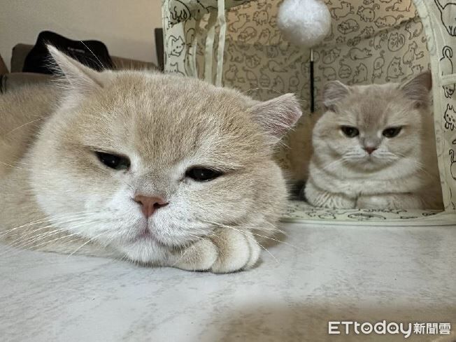 偷運貓挨罰50萬拒絕！惡男土地被查封　找到鏟屎官8貓萌樣曝