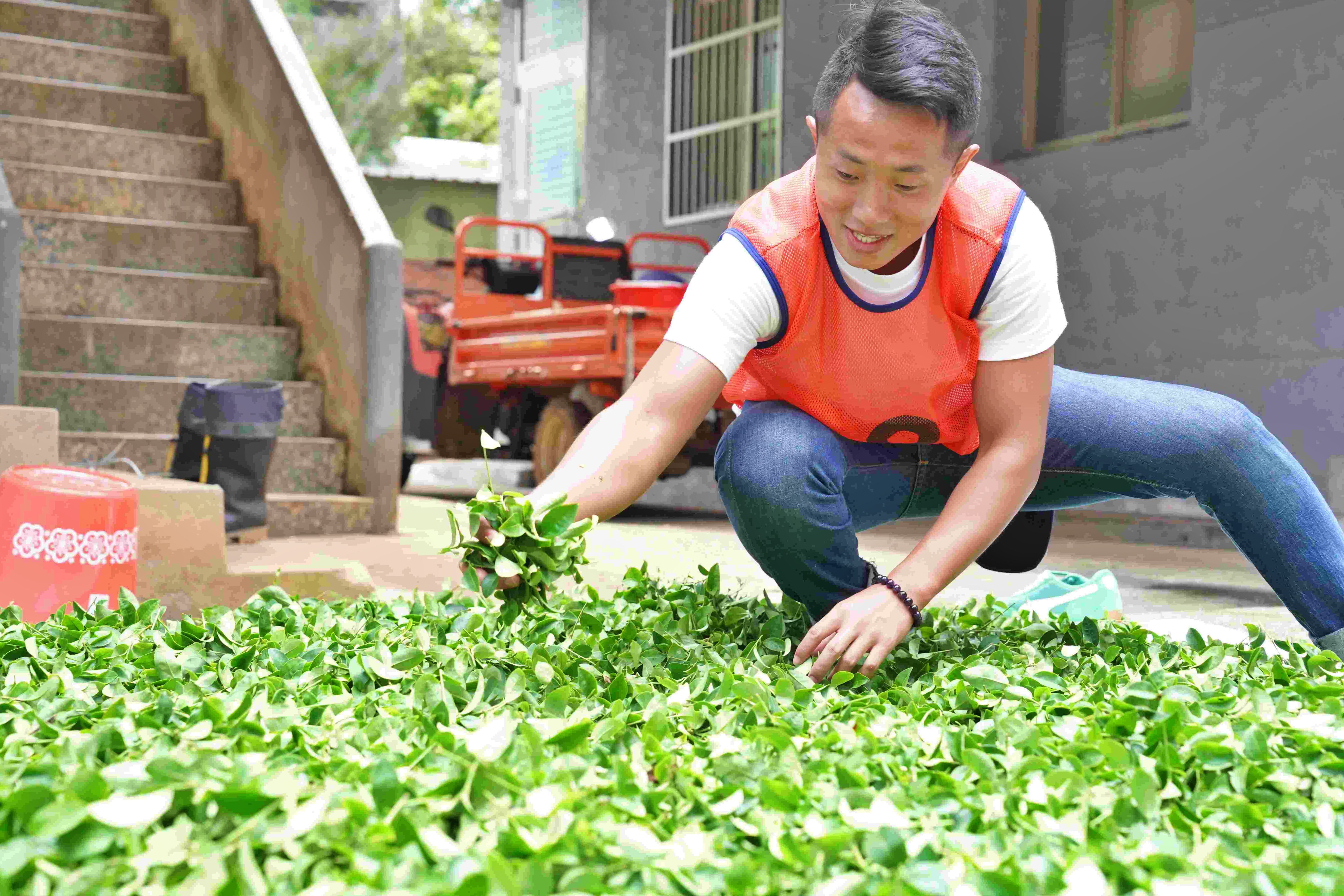 ▲新北青農接棒世代傳承製茶 葉文鵬茶園8度勇奪特等獎。（圖／新北市農業局提供）