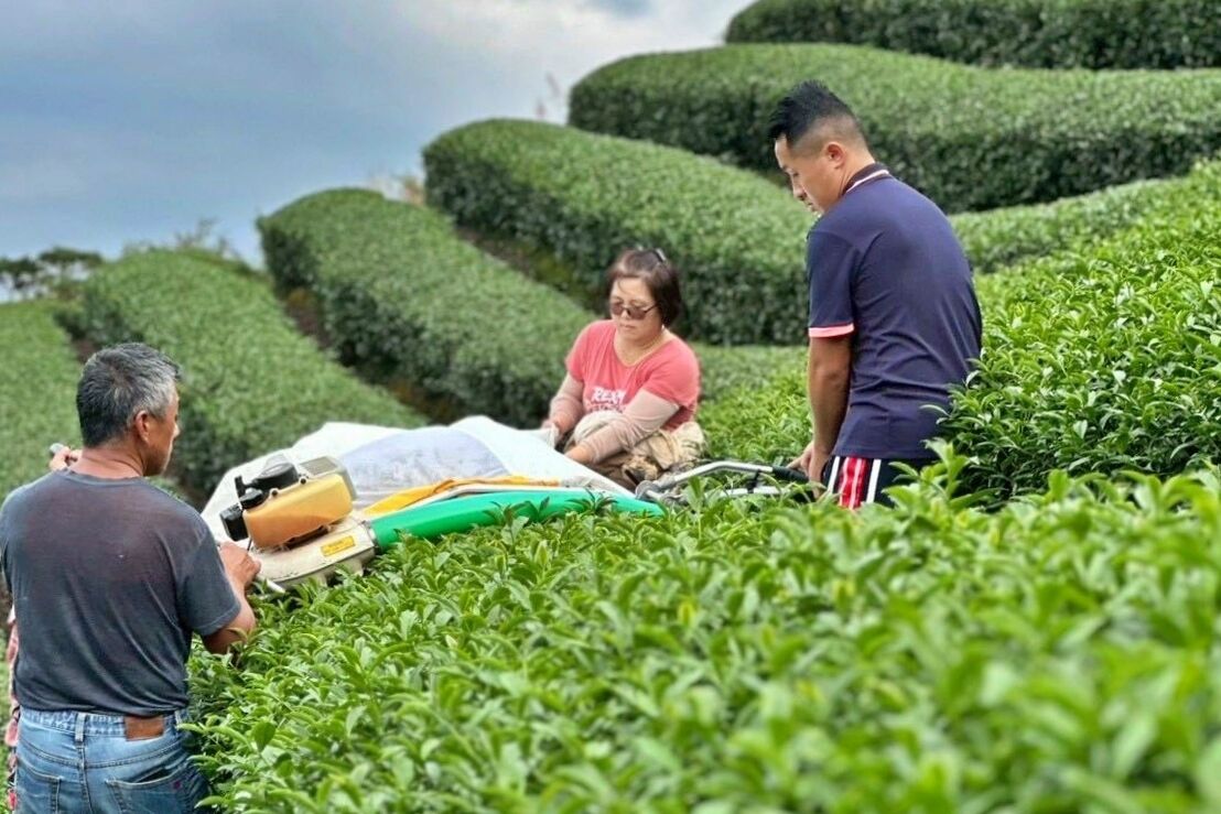 ▲新北青農接棒世代傳承製茶 葉文鵬茶園8度勇奪特等獎。（圖／新北市農業局提供）