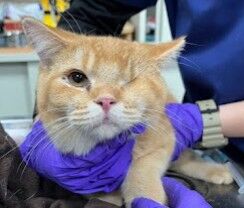 彰化動防所41隻品種貓12/12開放認養　失明喵星人盼有1個家