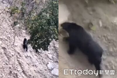 南投2地點首次目擊黑熊出沒！鄰近露營區　林保署籲提高警覺